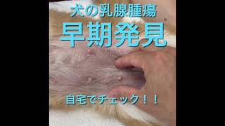 犬の乳腺腫瘍　自宅でチェック DOG mammary gland tumor self checking at home