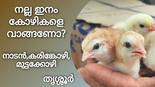 Nadan kozhi | karinkozhi | gramasree kozhi | kuranja vilayil thrissur mannuthy