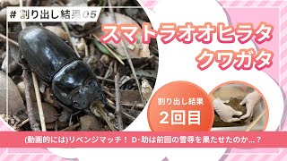 【ほら見てみ？】スマトラオオヒラタクワガタの割り出し結果が…