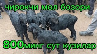 Чирокчи мол бозори сут кузилар 29,01,2025 Арзон 😱 арзон жуда