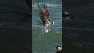 Crazy Osprey grabs huge catfish and almost gets dragged under. #bird #osprey Glad I'm not a fish!