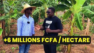 CE JEUNE AGRICULTEUR MISE TOUT SUR LA BANANE PLANTAIN