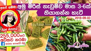 ✔ අමු මිරිස් නැවුම්ව මාස 3-6ක් තියාගන්න හැටි (ENG Sub) How to preserve green chilies by Apé Amma