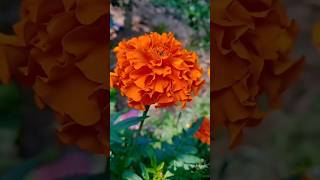 ମଲା ଦେଇ ଗୋଟେ ଗେଣ୍ଡୁଫୁଲ ଲୋ#ytshorts #viralvideo #beautifulflower #jyotsna\u0026bantyvlog