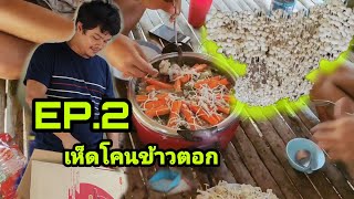 Ep.2 เห็ดโคนข้าวตอก #กว่าจะได้กิน #The_Cooking