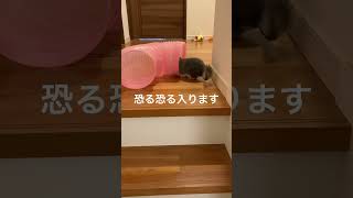 階段で遊ぶチンチラに悲劇‥❓ビックリして猛ダッシュ＃chinchilla＃チンチラ