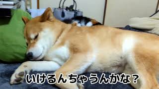 寝れんがな【犬猫アテレコ】