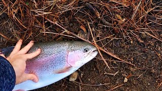 I Catch A HUGE Rainbow Trout On 2LB LINE!  NERVE RACKING FIGHT - Trout Fishing Lake Gregory