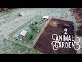 How 2 Pigs + 30 Chickens Prepped my Garden