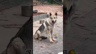 养狼真的上瘾 捷克狼犬 萌宠闹新春 阔爱炸了 一看就非常乖的小狗