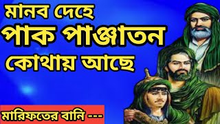 মানব দেহে পাক পাঞ্জাতন কোথায় আছে