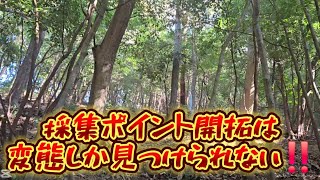 【昆虫採集】変態でなければ発見できないポイントがきっとある‼️クワガタ採集好きは、毎日道の無い山に登る変態だ‼️