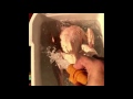 culling cleaning and butchering a home grown rooster