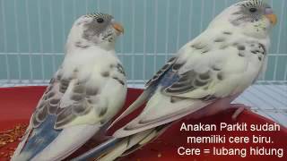 24++ Membedakan burung parkit jantan dan betina terupdate