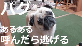 パグの特徴　パグあるある　呼んでも来ない、ほっとくと寄って来る(笑)　 There is a pug, and if you call it, you will run away.