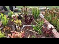 Our new outdoor bog garden display