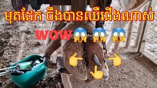 ការព្យាបាលបញ្ហារគៅឈឺជើង មុតរបួសក្រចកជើង How to treatment Cow Hoof Puncture, ​Lameness Dairy Cows