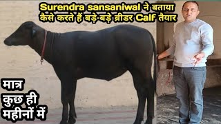 टॉप की कटी बछड़ी ऐसे तैयार करते हैं बड़े ब्रीडर@Quality Calf rearing/Diet plan/All breeder