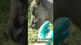 【馬とアブ】アブから身を守る馬の知恵と人間がしてあげられる単純な方法