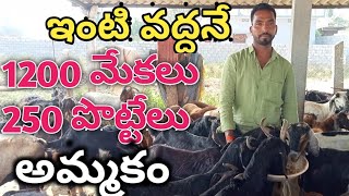 1200 goats,250 sheep sold at home in a year - ఇంటి వద్దనే 1200 మేకలు,250 గొర్రె పొట్టెల అమ్మకం