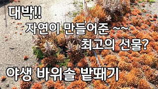 야생 바위솔 밭뙈기 자연이 만들어준  최고의 선물