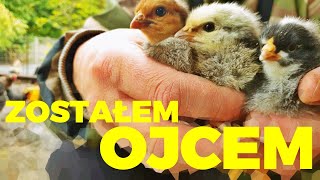 🐣 ZOSTAŁEM OJCEM 🐣 moje MINI ZOO / odc. 64