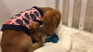 川口市　ミニチュアダックスフンド　まったりな子犬　甘えん坊