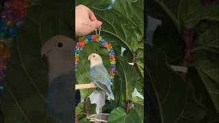 Bird advent calendar unboxing with Prince #funnyanimals #birds #funnybirds #adventcalendar #holiday