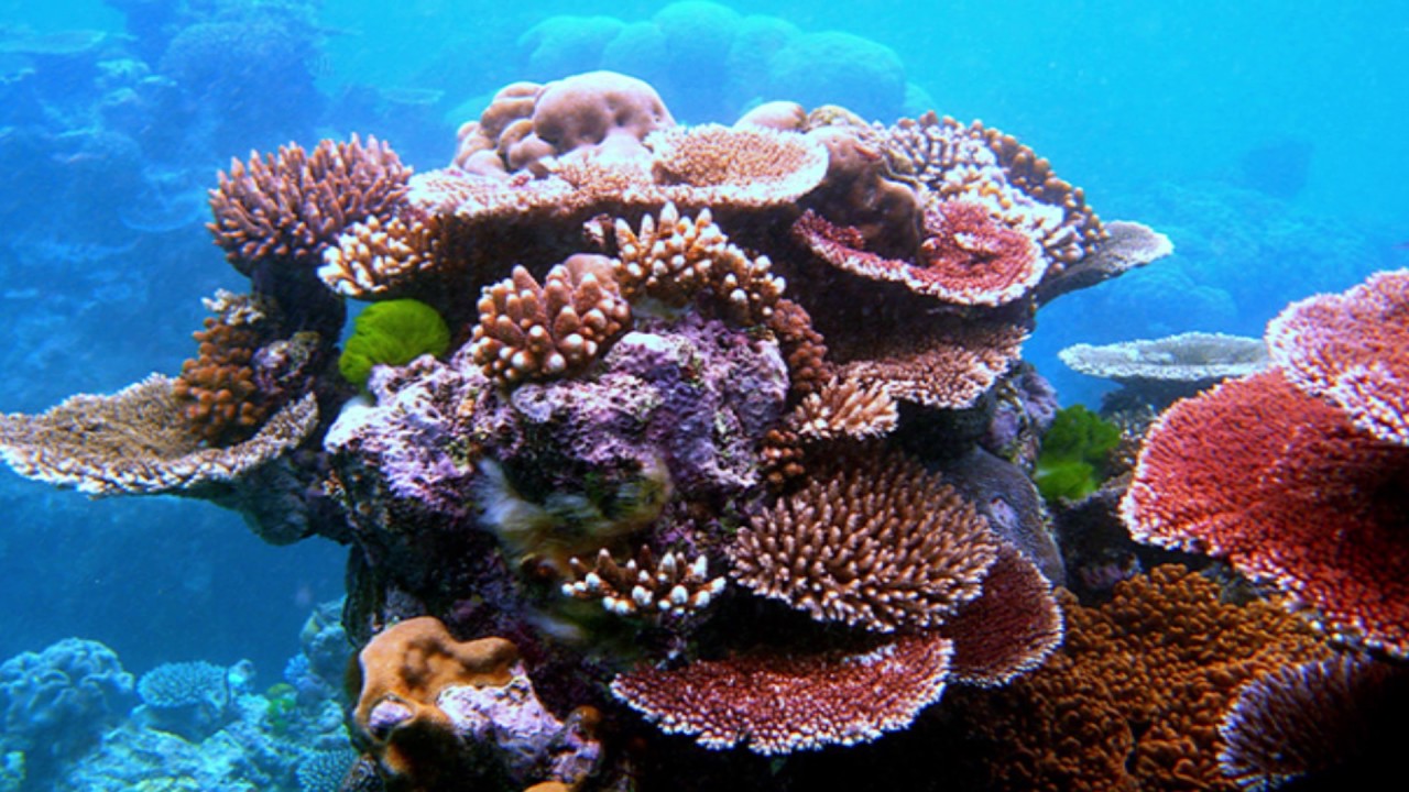 Arrecifes De Coral Del Pacífico Oeste Amenazado Por Cambio Climatico ...