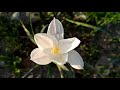 Sarah Alvarez video of white flower field