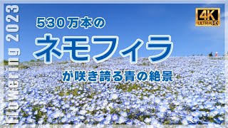 530万本のネモフィラが作る青の絶景  【国営ひたち海浜公園】| Flowering 2023