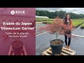 🍁 Explorez l'Acer palmatum 'Dissectum Garnet' : Émerveillement à 1 mètre de Hauteur ! 🍁