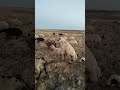 sheep mating successfully must watch till the end