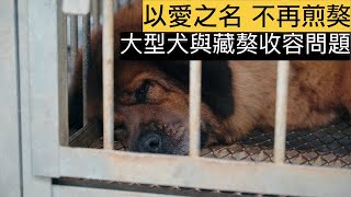 不再煎「獒」！犬職人用愛　陪伴棄養藏獒重尋幸福｜NOWnews