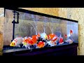 【金魚】更紗和金 玉サバ 2歳 3歳！😊 120センチ水槽 goldfish 金魚 更紗和金