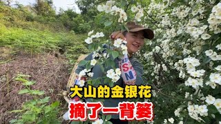 小山村漫山遍野的金银花，叉子夫妇一个小时摘了一背篓，收获满满【叉子闯四海】