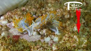 Acorn barnacle, Balanus glandula, releasing larvae