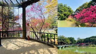 新竹公園賞櫻花，不小心走到動物園😱😱😱/秒到日本京都～超美