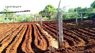 நம்ம பீர்க்கங்காய் சாகுபடி செய்த தோட்டத்தை உழவு செய்தாச்சு | புராட்டாசி பட்டம் | மண்ணை தயார் செய்தல்