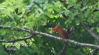 アカショウビンの鳴き声　#奄美の生き物