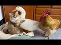 🤣So funny cute!The rooster and the duck compete to sleep with the cat!Real and wonderful cartoons