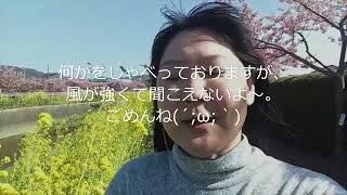 【田原　免々田川　菜の花・桜まつり】田原へドライブしてきたよ