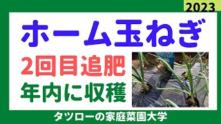 ホーム玉ねぎ2回目の追肥  1回目追肥から1ヶ月後　家庭菜園