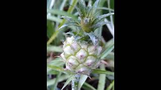 🇧🇷 アナナス ナヌス　パイナップルの香りが広がる。2023/01/11 　Ananas nanus　Miniature pineapple