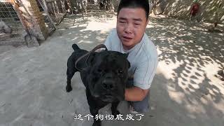 狗场三大巨头同一时间相继陨落，照此下去，黑豹恐怕要提前退休了 #九块九省钱攻略 #我在抖音上淘到的解馋小零食 #卡斯罗小卡