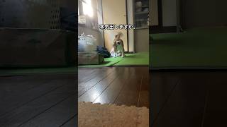 苦手を克服するビーグル犬#いぬ #beagle