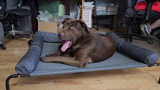 WESTERN HOME Elevated Dog Bed Cot