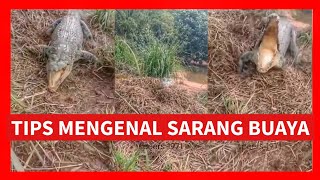 CARA MENGENAL SARANG BUAYA