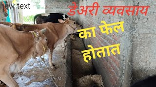 गाईंना चारा कसा द्यावा #baif #cow #dairy #farming #hfcowdairyfarminharyana #hf #farmer #agriculture