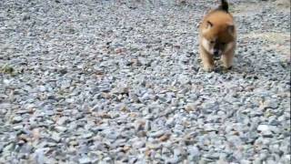 柴犬子犬赤柴雄ID:1406　2011.12.1生まれ　2012.01.14撮影 柴犬.net  shiba inu